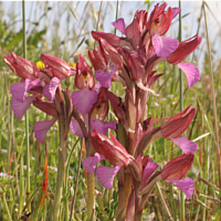 Orchis papilionacea