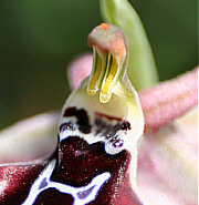 Ophrys cretica ssp. beloniae