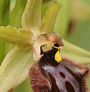 Ophrys incubaceae