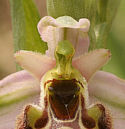 Ophrys annae