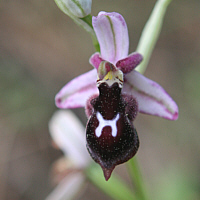 Ophrys reinholdii