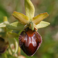 Ophrys sphegodes