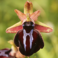 Ophrys spruneri