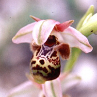 Ophrys umbilicata