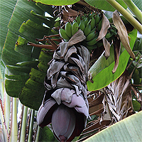Bananenblüte.