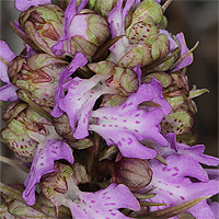 Barlia metlesicsiana.