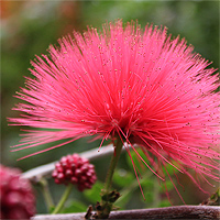 Roter Puderquastenstrauch (Calliandra haematocephala).