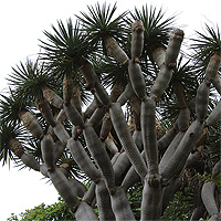 Kanarischer Drachenbaum (Dracaena draco).