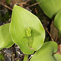 Gennaria diphylla.