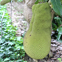 Jackfrucht (Artocarpus heterophyllus).