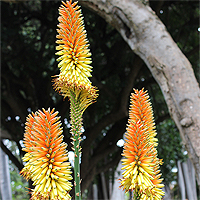 Fackellilie (Kniphofia uvaria).