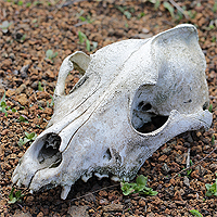 Schädel.