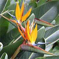 Paradiesvogelblume (Strelitzia reginae).
