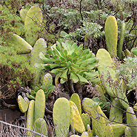 Dichte Vegetation auf Lava.