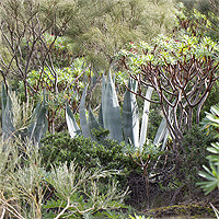 Dichte Vegetation auf Lava.