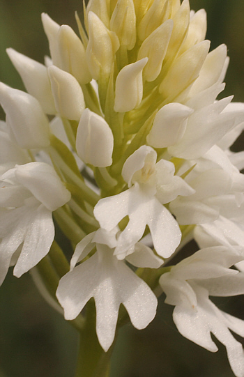 Anacamptis pyramidalis - albino, Nafpaktos.