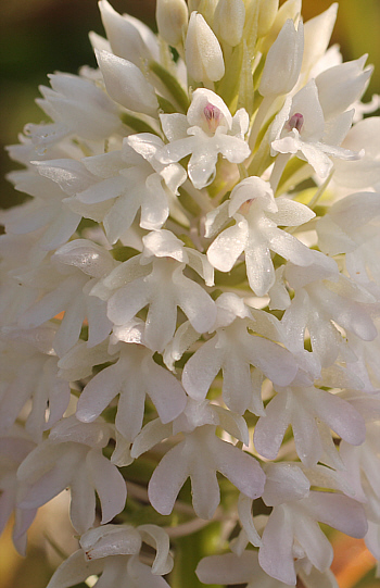 Anacamptis pyramidalis - Albino, Mani.