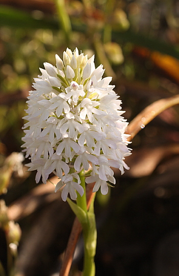 Anacamptis pyramidalis - Albino, Mani.