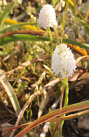 Anacamptis pyramidalis - Albino, Mani.