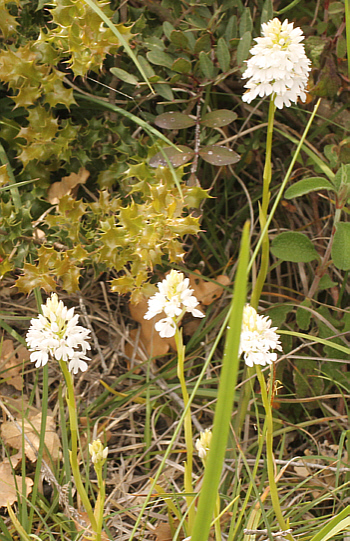 Anacamptis pyramidalis - Albino, Nafpaktos.