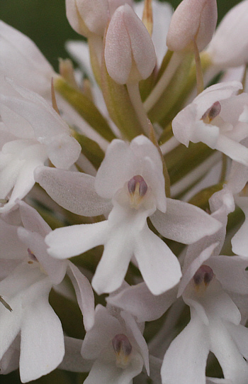 Hypochrome Anacamptis pyramidalis, Agios Christoforos.