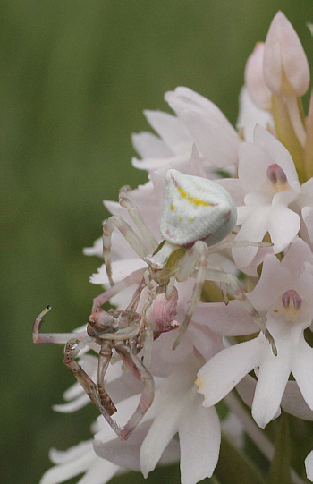 hypochromic Anacamptis pyramidalis, Agios Christoforos.