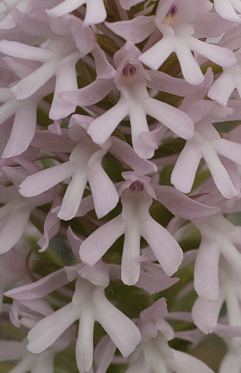 hypochromic Anacamptis pyramidalis, Agios Christoforos.