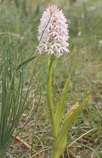 hypochromic Anacamptis pyramidalis, Agios Christoforos.