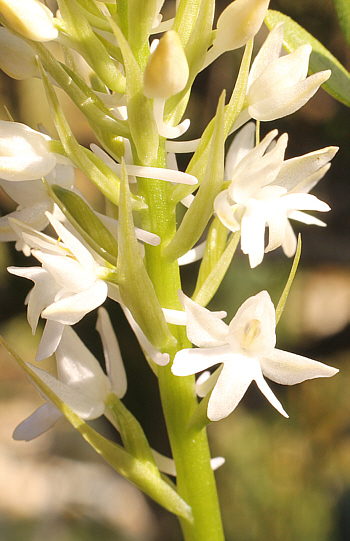 Gymnadenia conopsea - albino, Kato Souli.