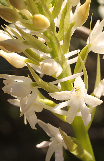 Gymnadenia conopsea - albino, Kato Souli.