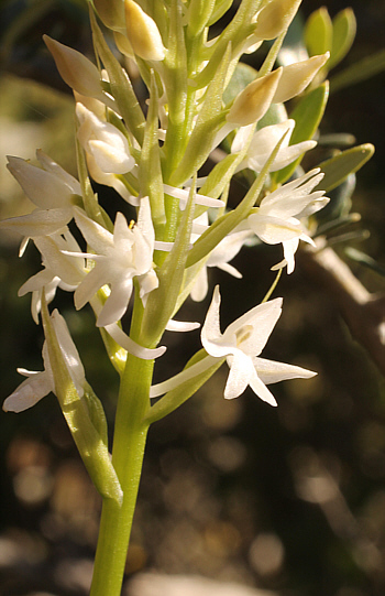 Gymnadenia conopsea - albino, Kato Souli.