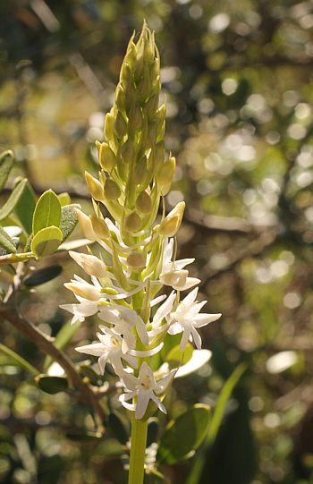 Gymnadenia conopsea - albino, Kato Souli.