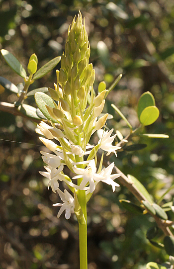 Gymnadenia conopsea - albino, Kato Souli.