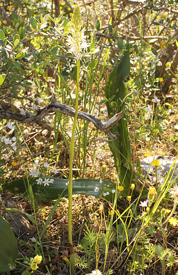 Gymnadenia conopsea - albino, Kato Souli.