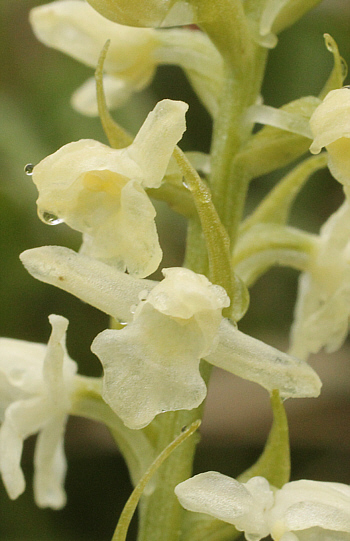 Gymnadenia odoratissima - albino, Lawinenstein.