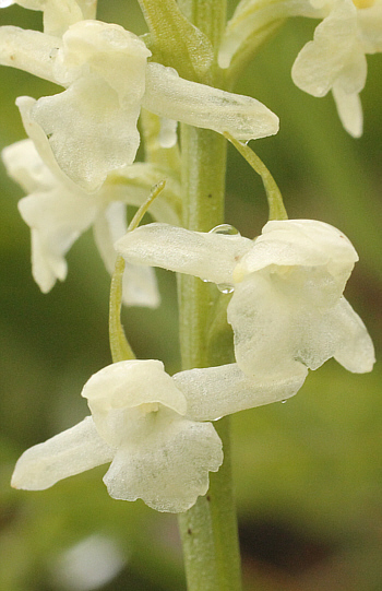 Gymnadenia odoratissima - albino, Lawinenstein.
