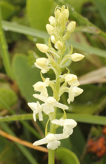 Gymnadenia odoratissima - albino, Lawinenstein.