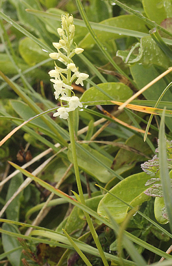 Gymnadenia odoratissima - albino, Lawinenstein.