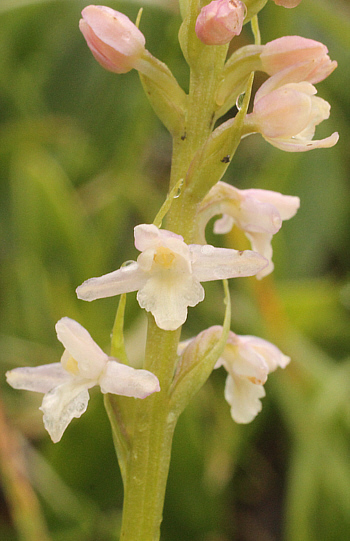 Hypochrome Gymnadenia odoratissima, Lawinenstein.