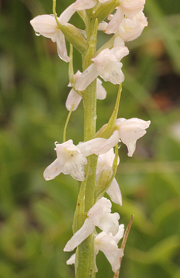 hypochromic Gymnadenia odoratissima, Lawinenstein.