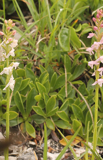 hypochromic Gymnadenia odoratissima, Lawinenstein.