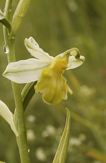 Apochrome Ophrys apifera var. badensis = Ophrys apifera var. basiliensis, Basel.