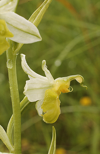 apochromic Ophrys apifera var. badensis = Ophrys apifera var. basiliensis, Basel.