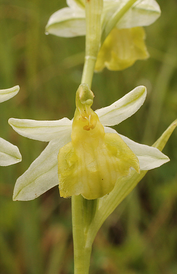 Apochrome Ophrys apifera var. badensis = Ophrys apifera var. basiliensis, Basel.