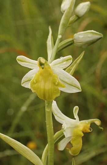 Apochrome Ophrys apifera var. badensis = Ophrys apifera var. basiliensis, Basel.