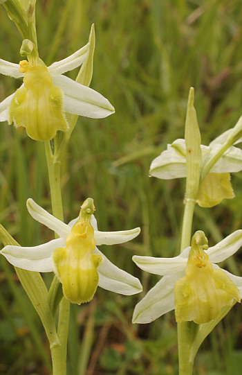 apochromic Ophrys apifera var. badensis = Ophrys apifera var. basiliensis, Basel.