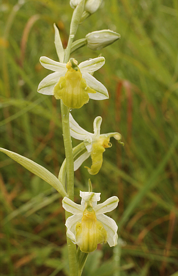 apochromic Ophrys apifera var. badensis = Ophrys apifera var. basiliensis, Basel.