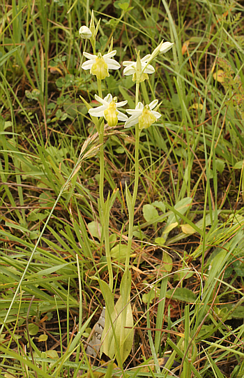 apochromic Ophrys apifera var. badensis = Ophrys apifera var. basiliensis, Basel.