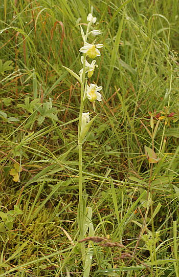 Apochrome Ophrys apifera var. badensis = Ophrys apifera var. basiliensis, Basel.