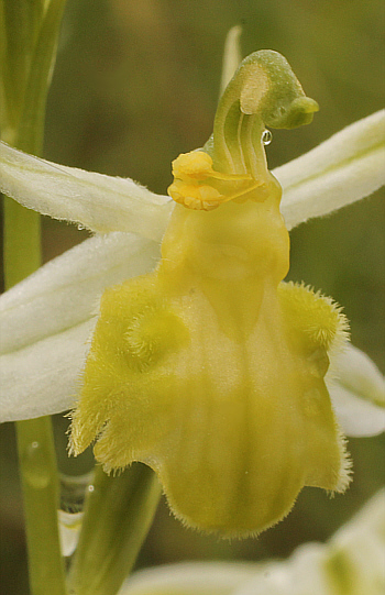 Apochrome Ophrys apifera var. badensis = Ophrys apifera var. basiliensis, Basel.